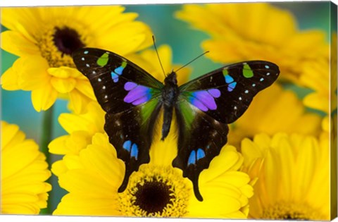 Framed Purple Spotted Swallowtail Butterfly Print