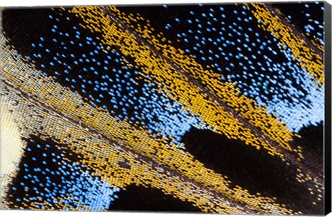 Framed Close-Up Detail Wing Pattern Of Tropical Butterfly Print