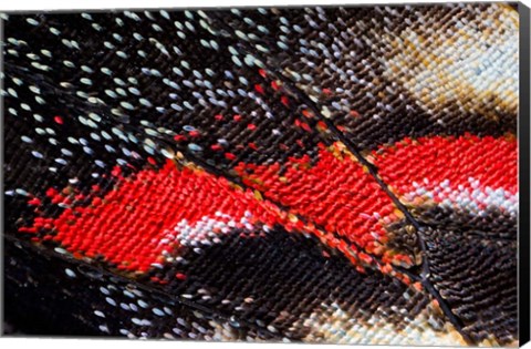 Framed Close-Up Detail Wing Pattern Of Butterfly Print