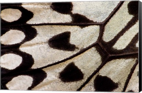 Framed Wing Pattern Of Tropical Butterfly 1 Print