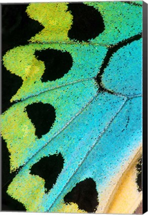 Framed Wing Pattern Of Tropical Butterfly 5 Print