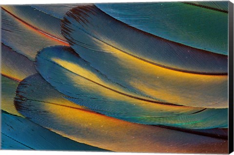 Framed Scarlet Macaw Wing Feathers Fan Design Print