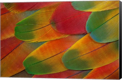 Framed Harlequin Macaw Wing Feather Design Print