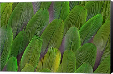 Framed Green Wing Feathers Of A Parrot Print