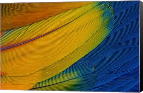 Framed Scarlet Macaw Wing Covert Feathers 1 Print