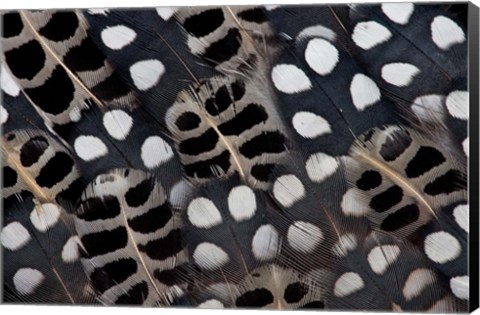 Framed Spots Of White On Mearns Quails Feather Design Print