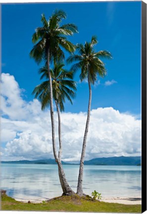 Framed Lonely Palm Tree In The Marovo Lagoon, Solomon Islands Print