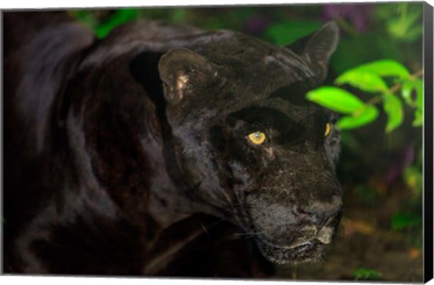 Framed Black Jaguar, Belize City, Belize Print