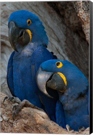 Framed Brazil, Pantanal Wetlands, Hyacinth Macaw Mated Pair On Their Nest In A Tree Print