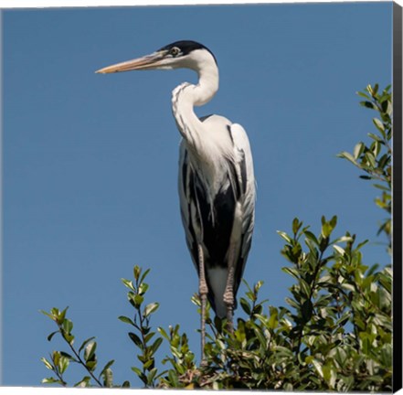 Framed Brazil, Pantanal, Cocoi Heron Print