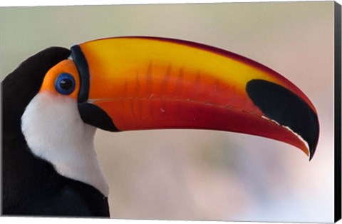 Framed Brazil, The Pantanal Wetland, Toco Toucan In Early Morning Light Print