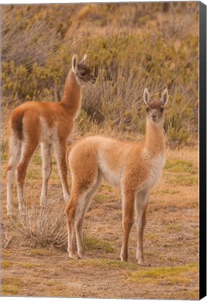 Framed Chile, Patagonia, Tierra Del Fuego Young Guanacos Print