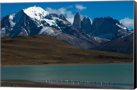 Framed Chilean Flamingo On Blue Lake, Torres Del Paine NP, Patagonia Print