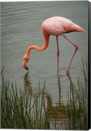 Framed Greater Flamingo, Punta Moreno Isabela Island Galapagos Islands, Ecuador Print