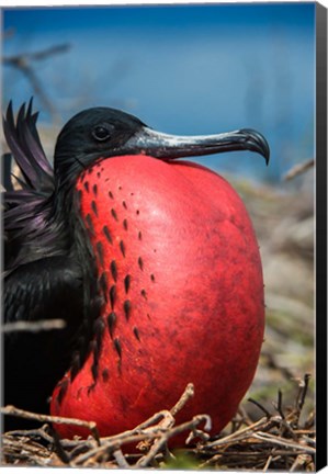 Framed Magnificent Frigatebird Male With Pouch Inflated, Galapagos Islands, Ecuador Print