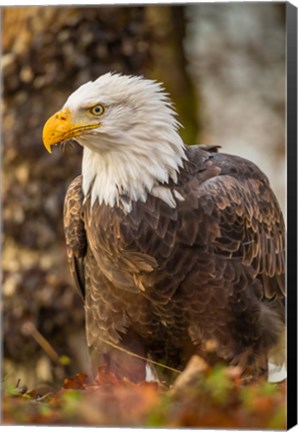 Framed Alaska, Chilkat Bald Eagle Preserve Bald Eagle On Ground Print