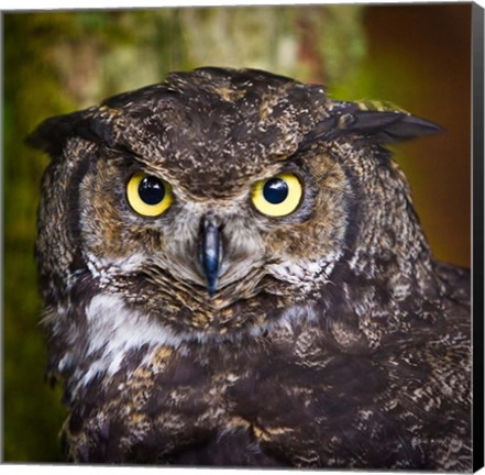 Framed Alaska Raptor Center, Sitka, Alaska Close-Up Of A Great Horned Owl Print