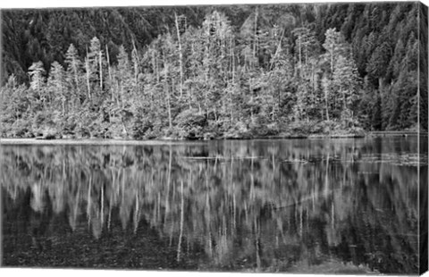 Framed Alaska, Inside Passage, Reflecting Trees Print