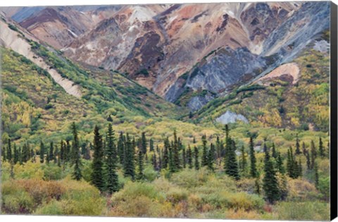 Framed Alaska, Fall Foliage, Sheep Mountain Print