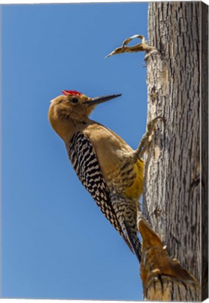 Framed Arizona, Sonoran Desert Male Gila Woodpecker On Ocotillo Print