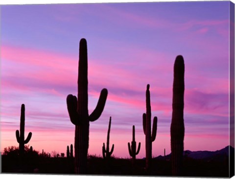 Framed Arizona, Saguaro Cacti Silhouetted By Sunset, Ajo Mountain Loop Print