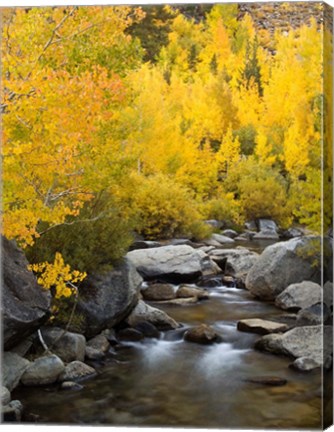 Framed California, Eastern Sierra Bishop Creek During Autumn Print