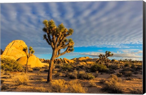 Framed Joshua Tree National Park, California Print