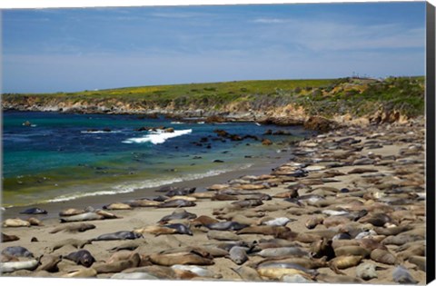 Framed Northern Elephant Seals, California Print