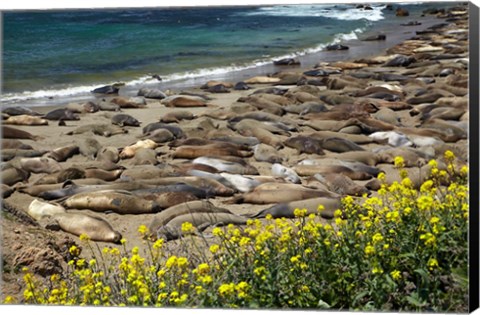 Framed Northern Elephant Seals Sun Bathing In Cali Print