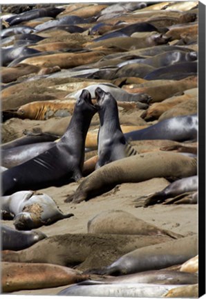 Framed Northern Elephant Seals Fighting, California Print