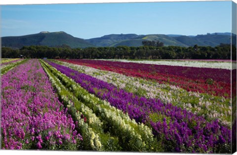 Framed Santa Barbara Flower Fields, California Print