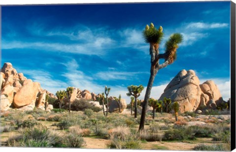 Framed Joshua Trees With Granite Rocks Print