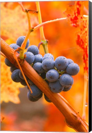 Framed Dew Covered Grapes In Napa Valley Print