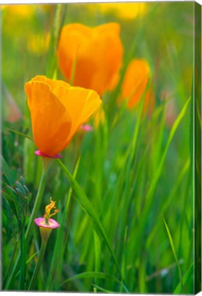 Framed California Golden Poppies Print