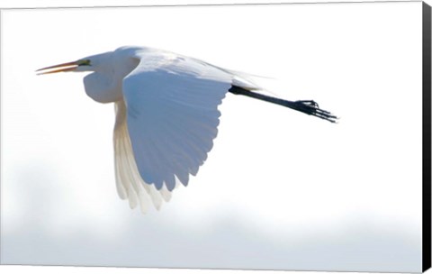 Framed Great Flying Egret Print