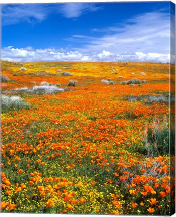 Framed California Poppy Reserve Near Lancaster, California Print