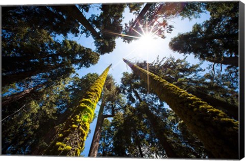 Framed Upward View Of Trees In The Redwood National Park, California Print