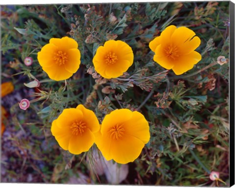 Framed Yellow Desert Flowers Print