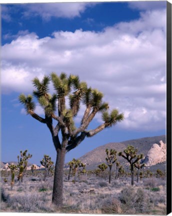 Framed California, Joshua Tree NP, Near Hidden Valley Print