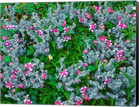 Framed Wildflowers Near The Redwood NP Print