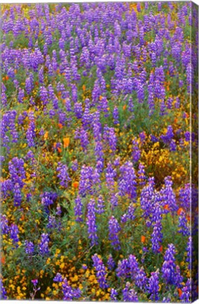 Framed Californian Poppies And Lupine Print