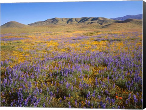 Framed Wildflowers Bloom Beneath The Caliente Range, California Print