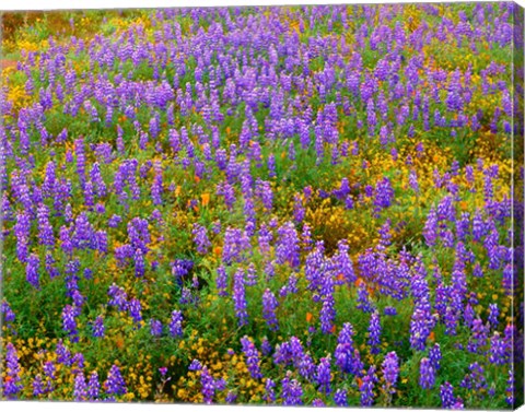 Framed Carrizo Plain National Monument Lupine And Poppies Print