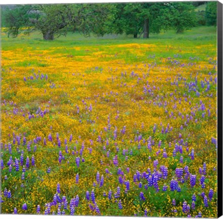 Framed Lupine And Goldfields At Shell Creek Valley, California Print