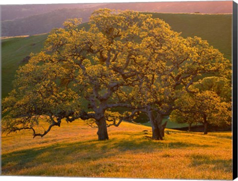 Framed Sunset Soaked Oak Trees, California Print