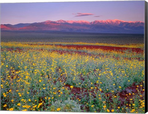 Framed Desert Sunflower Landscape, Death Valley NP, California Print