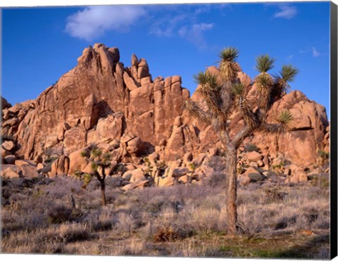 Framed Joshua Tree National Park, Trees And Mountains, California Print