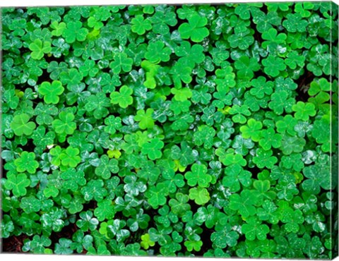 Framed Spring Growth Of Wood Sorrel After Rain Print