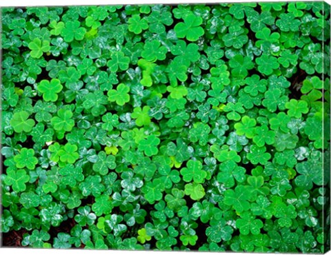 Framed Spring Growth Of Wood Sorrel After Rain Print