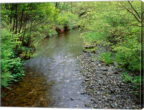 Framed Prairie Creek, California Print